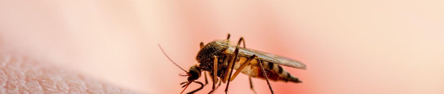 Bli kvitt myggen Bli kvitt myggen